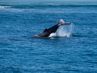 Fototapeta premium Baby Humpback Whale tale slapping outside the edge on the Ningaloo Reef