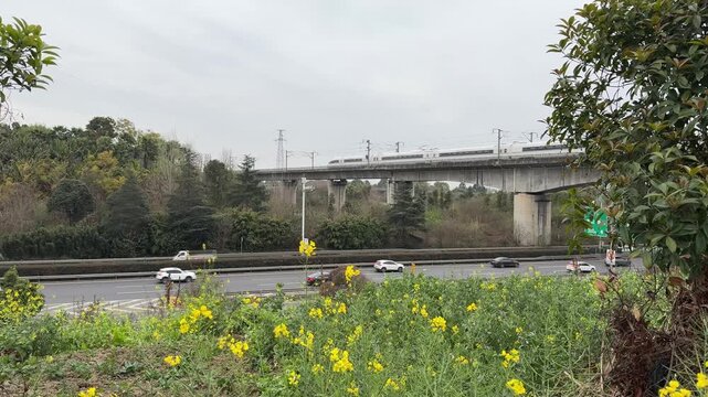A CRH bullet train passes on an elevated bridge while cars drive on the highway below through a landscape of spring yellow flowers in Chengdu.