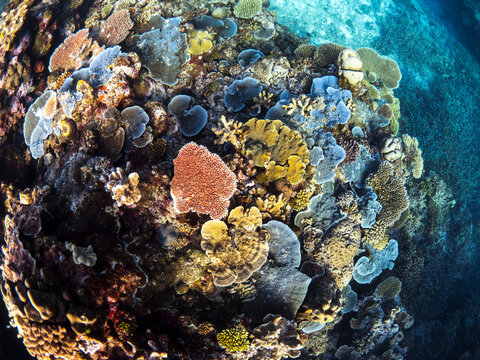 Thriving coral reef, Great Barrier Reef, featuring high coral cover dominated by Acropora coral colonies. Taken on Wheeler Reef 2019.