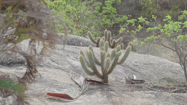 Columnar cactus on granite rocks surrounded by dry scrub vegetation in Jericoacoara, Brazil.