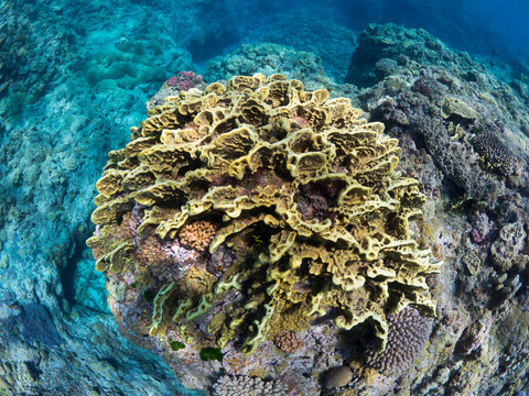 A honey comb shaped fire coral (Millepora) formation on Minerva Reef