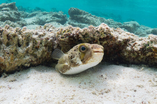 A curious puffer fish on Minerva Reef