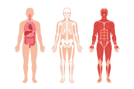 Human Anatomy Diagram of Internal Organs Skeleton and Muscular System