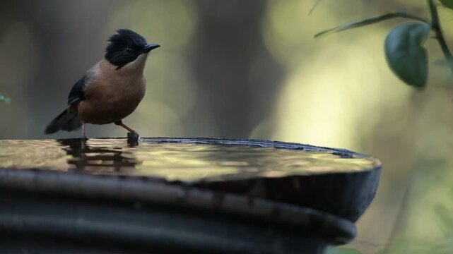 A Rufous Sibia having a bath