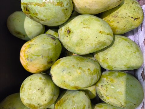 Fresh green mangoes fruit pile.