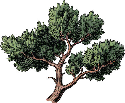 Watercolor A Juniper Tree vector illustration isolated on white background