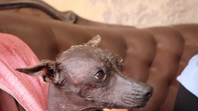 The Xoloitzcuintle, or simply Xolo, is an ancient and rare dog breed originating from Mexico, also known as the "Mexican Hairless Dog".