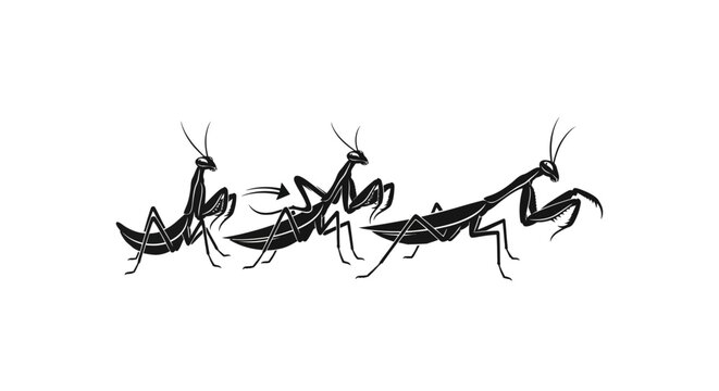 Praying Mantis Movement Sequence: Hunting Stance, Attack, and Strike