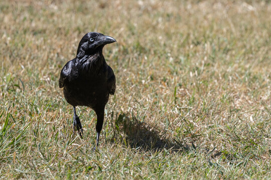 Australian Raven (Corvus coronoides) walking, Red Hill Nature Reserve, ACT, December 2025