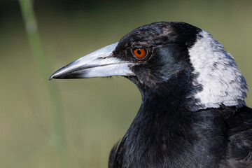 Fototapeta premium Australian magpie (Gymnorhina tibicen), Red Hill Nature Reserve, ACT, December 2025