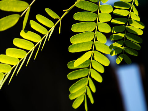Tamarind leaves. The tamarind plant (Tamarindus indica) is very popular as a bonsai plant, partly because it has small, compound leaves.