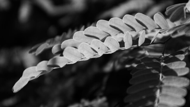 Tamarind leaves. The tamarind plant (Tamarindus indica) is very popular as a bonsai plant, partly because it has small, compound leaves.