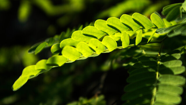 Tamarind leaves. The tamarind plant (Tamarindus indica) is very popular as a bonsai plant, partly because it has small, compound leaves.