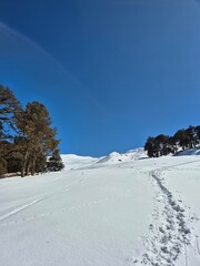 Obraz premium Snowy winter trekking trail with deep footprints leading through pine and oak forest at Gorson Bugyal, Uttarakhand.