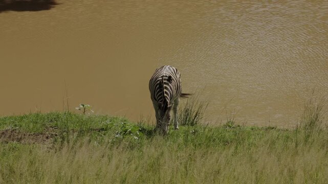 Group of zebras grazing near African river in natural savanna landscape, with one zebra standing close to the water, peaceful wildlife scene during warm golden sunset in wild safari environment