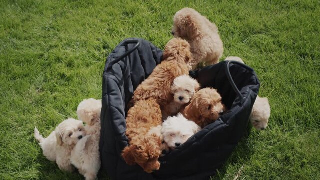 Adorable group of fluffy poodle puppies playing together in a basket outdoors on green grass.