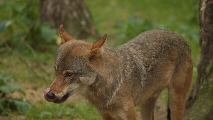 Obraz premium European Wolf Licking Its Nose in the Scottish Highlands Forest