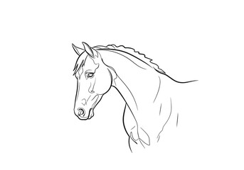 Profile portrait of a horse line art drawing © Popular Line 