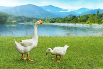 Obraz premium Young white goose with mother standing on the green field and mountain lake