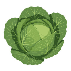 Obraz premium Fresh Green Cabbage Head Isolated on White Background Vector Illustration