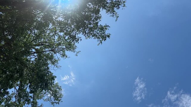 Sun shines through the crown of a large tree, view from under the tree