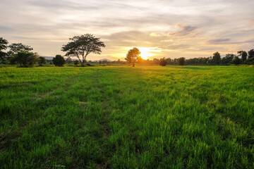 Fototapeta premium Golden Sunset Over Grassy Plains: The golden sunset casts a warm glow over a vast expanse of lush, green plains, with silhouetted trees.