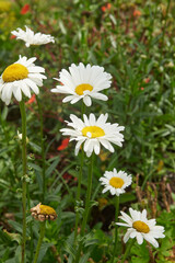 Obraz premium white shasta daisy flowers with yellow centers in garden, side view with copy space, meadow landscaping