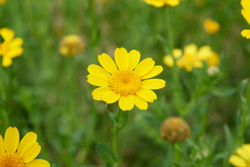 Obraz premium yellow corn marigold flower in meadow background, small daisy like blossom in soft focus and copy space, spring nature season