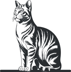 Fototapeta premium Black and white ink drawing of a sitting cat