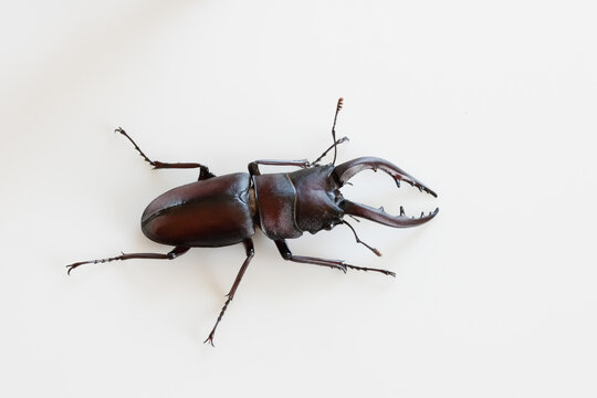 家の庭に迷い込んだ生きた ノコギリクワガタのオス