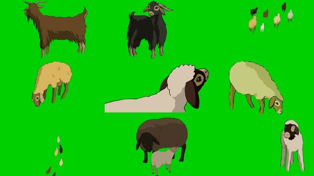 Goat, Sheep, Lamb, Ram, Drop, Seed, Herd, Livestock, Farm 2d animated cartoon character on green screen chroma key background. High quality illustration loop cycle vector animation compositing.