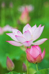 Obraz premium 池に咲くハスの花 