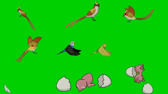 Pheasant, Pigeon, Dove, Bird, Egg, Hatch, Fly, Wing, Feather 2d animated cartoon character on green screen chroma key background. High quality illustration loop cycle vector animation compositing.