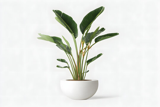 インテリアグリーンとして人気の観葉植物 ミニマルな空間演出と白背景