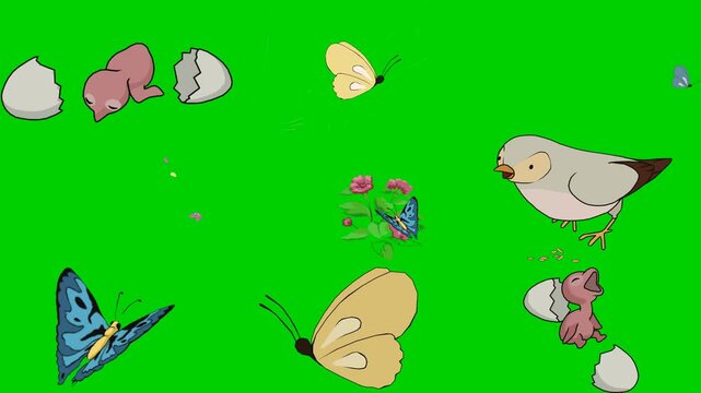 Butterfly, Egg, Hatch, Newborn, Bird, Pigeon, Insect, Fly, Wing 2d animated cartoon character on green screen chroma key background. High quality illustration loop cycle vector animation