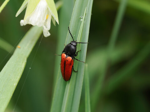 Blutroter Schnellk&auml;fer, Ampedus sanguineu