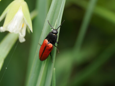 Blutroter Schnellk&auml;fer, Ampedus sanguineu