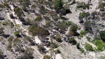 Naklejka premium Aerial View of a Winding Dirt Trail Through Australian Eucalyptus Forest