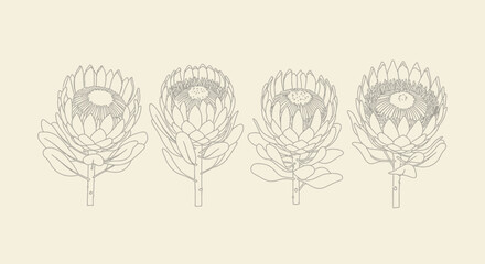 Fototapeta premium Protea flowers line drawing displayed in a row against a beige backdrop