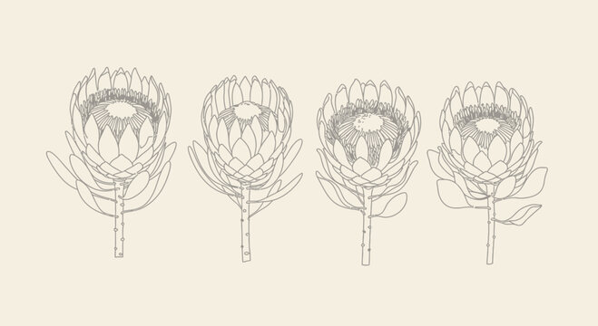 Protea flowers line art illustration isolated on beige background