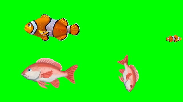 Cute clownfishes and pink swimming fishes diving deeply in the ocean sea 2d animated cartoon on green screen chroma key background. high quality loop cycle vector illustration animation