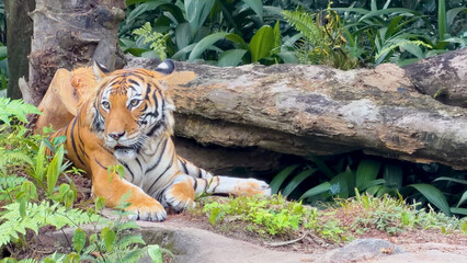 Obraz premium Bengal Tiger Resting Beside a Fallen Log in a Lush Jungle