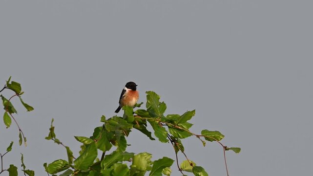 Schwarzkehlchen am fr&uuml;hlingsmorgen an eine Ast
