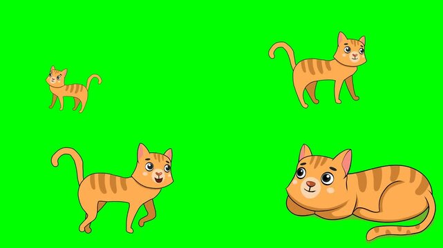 Cute lovely orange tabby cats walking and sitting down in funny position 2d animated cartoon on green screen chroma key background. high quality loop cycle vector illustration animation