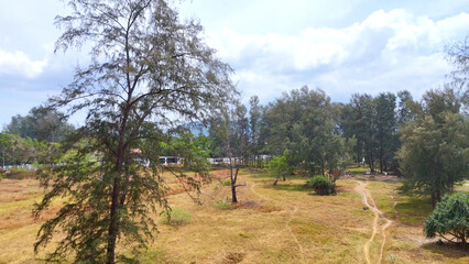 Obraz premium Aerial View of Casuarina Trees and Dry Grassy Landscape in Phuket Thailand