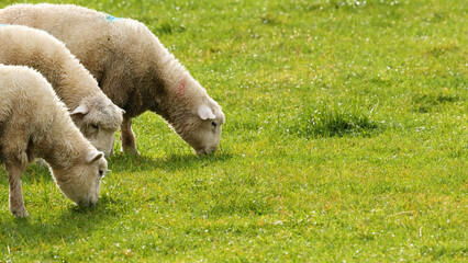 Devon Closewool sheep grazing on green grass in a New Zealand field © blueringmedia