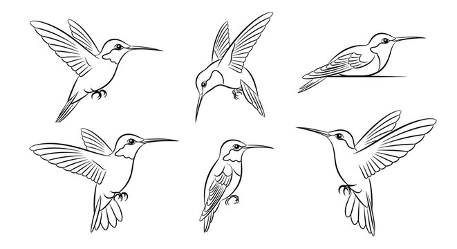 Hummingbird sketch collection in various poses for nature design