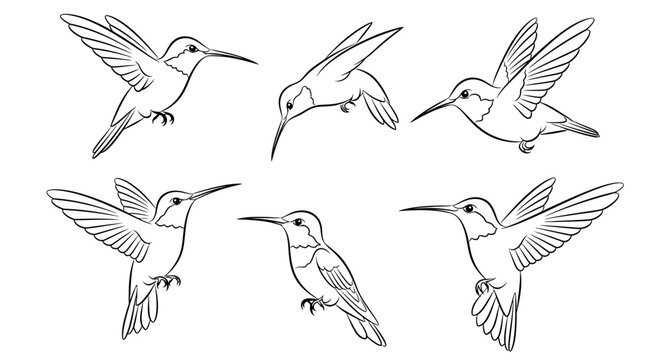 Hummingbird collection in various flying poses, hand-drawn vector art