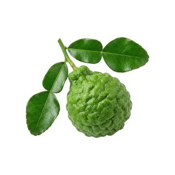 Fresh kaffir lime fruit with leaves isolated on transparent background