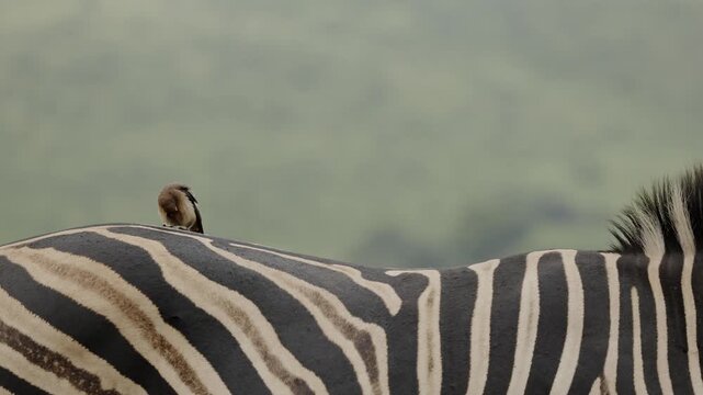 Red-billed oxpecker searching for parasites on zebra skin in African savanna, close-up wildlife interaction between bird and mammal, natural symbiosis behavior in wild safari ecosystem at golden light